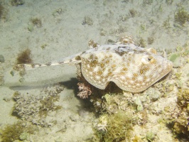 Yellow Stingray IMG 9378